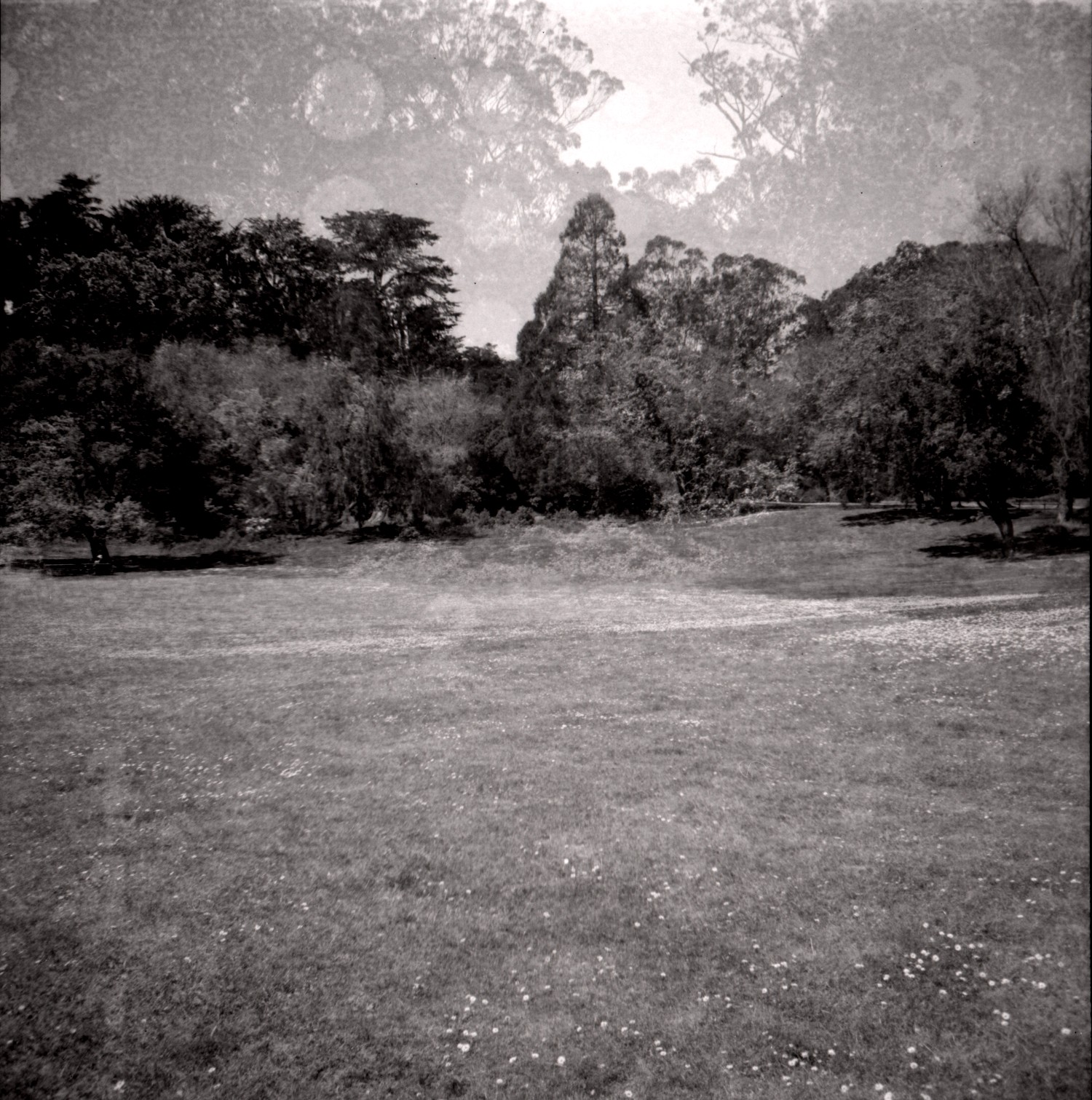 Golden Gate Park